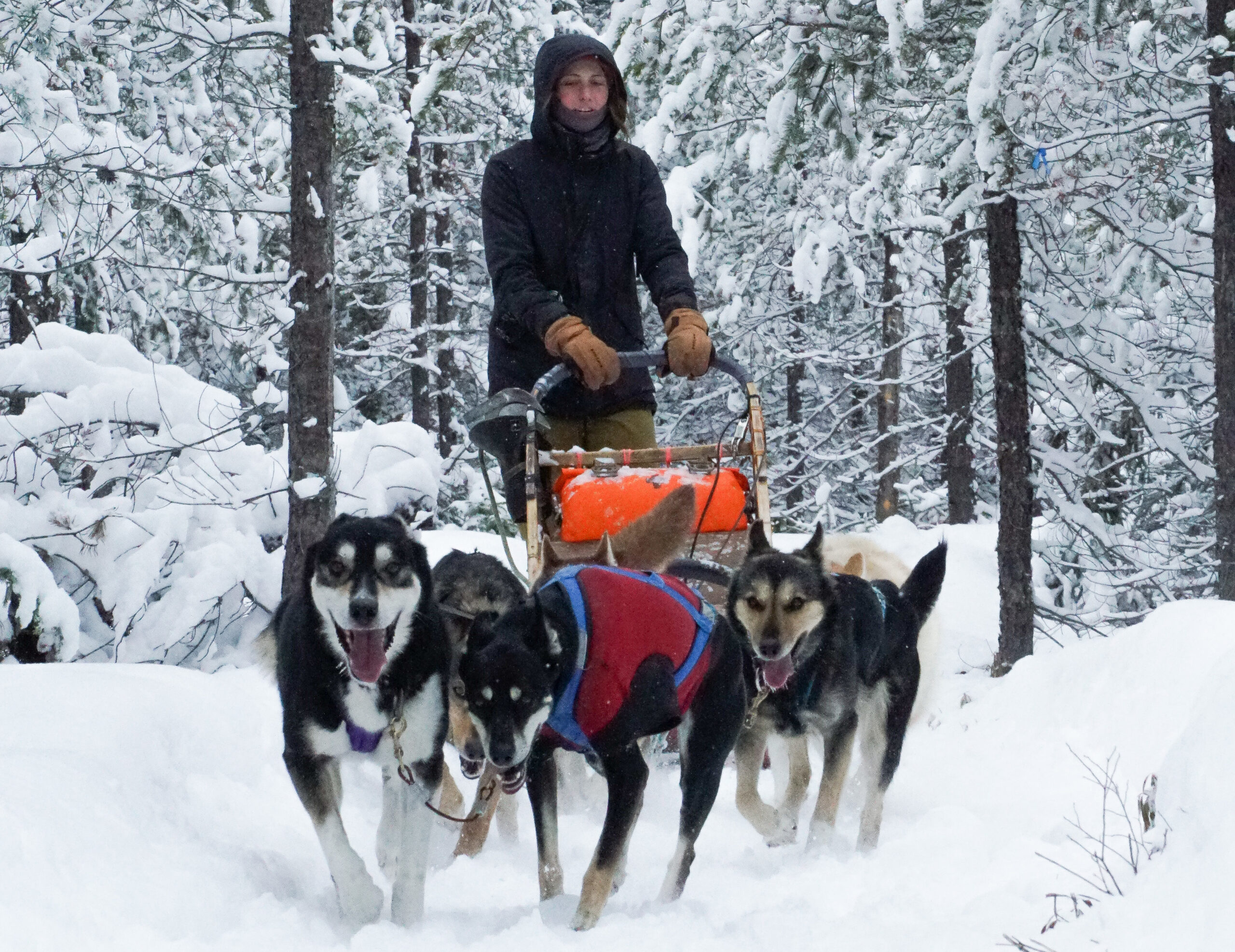 Traîneau à chiens - Bosco Charlevoix